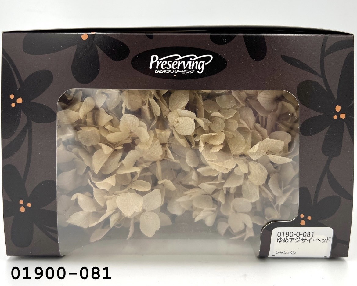 不凋大葉繡球 01900-081