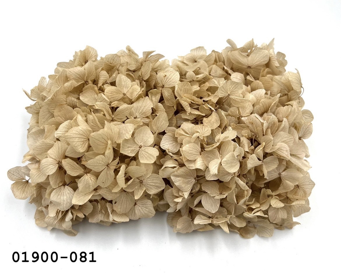 不凋大葉繡球 01900-081