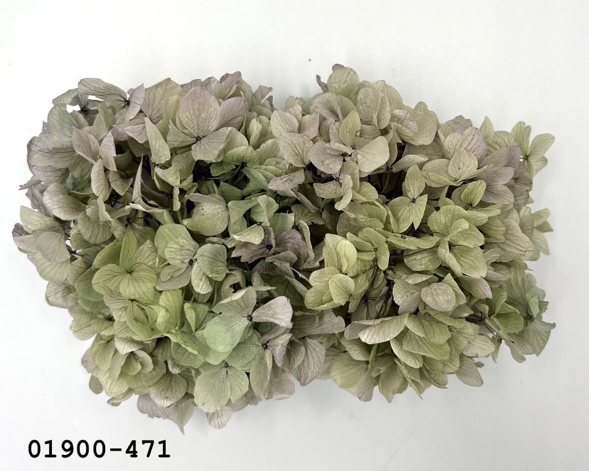 日本不凋大葉繡球01900-471