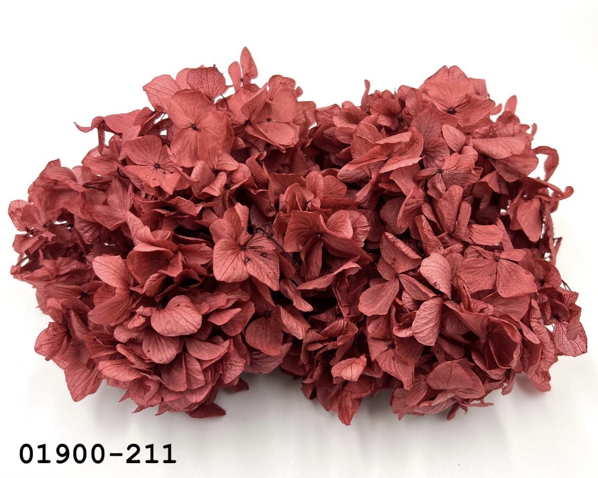 日本不凋大葉繡球01900-211