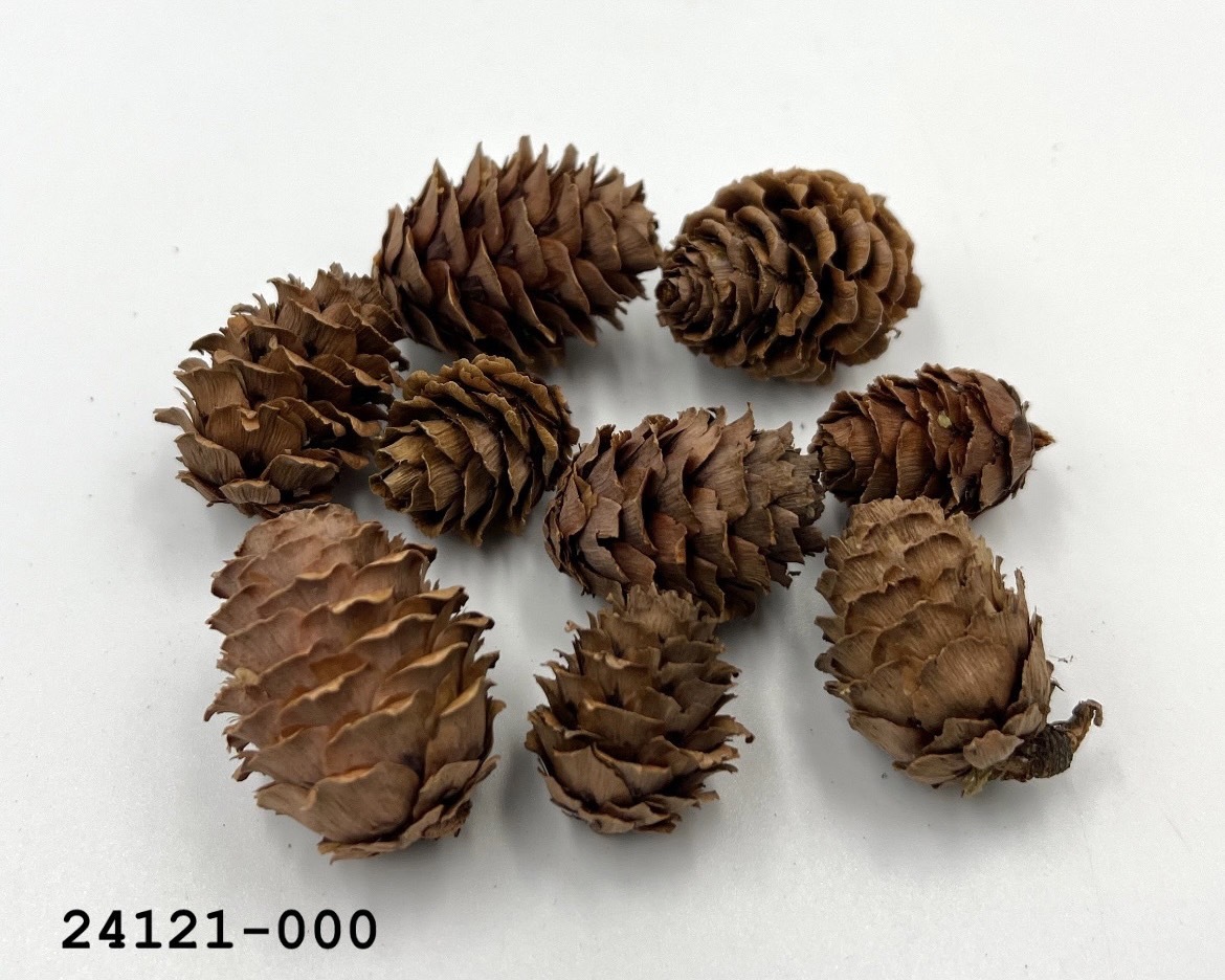 日本乾燥落羽松松果 24121-000