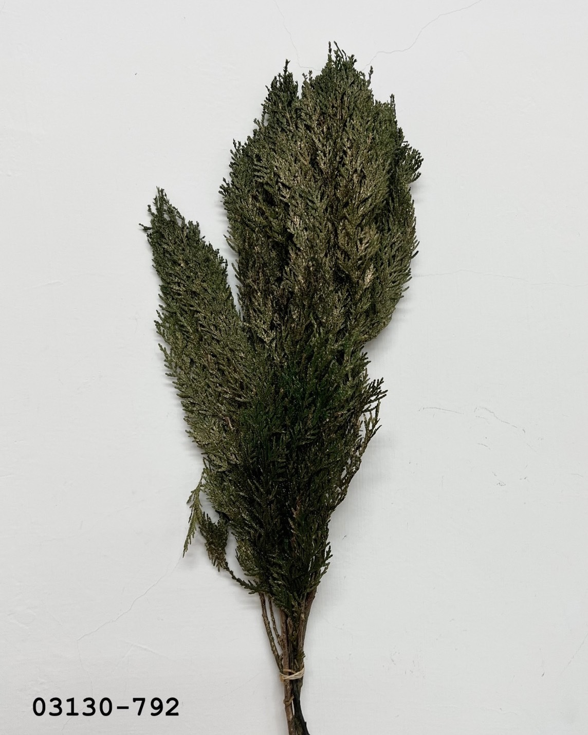 日本不凋香柏 03130-792