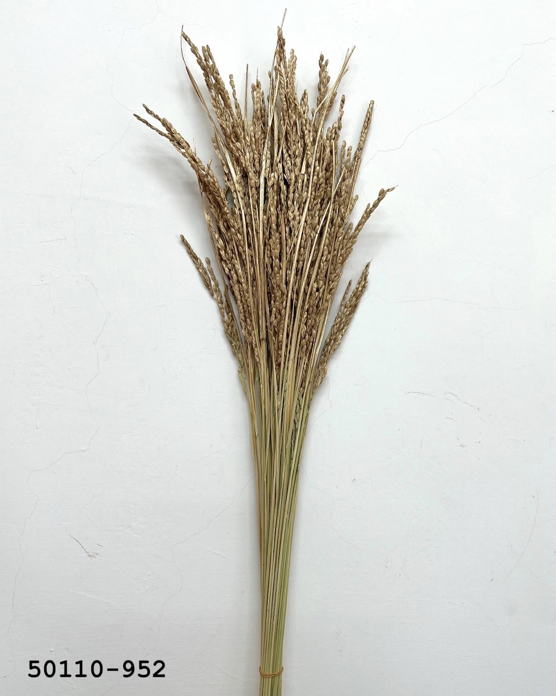 日本乾燥稻穗 50110-952