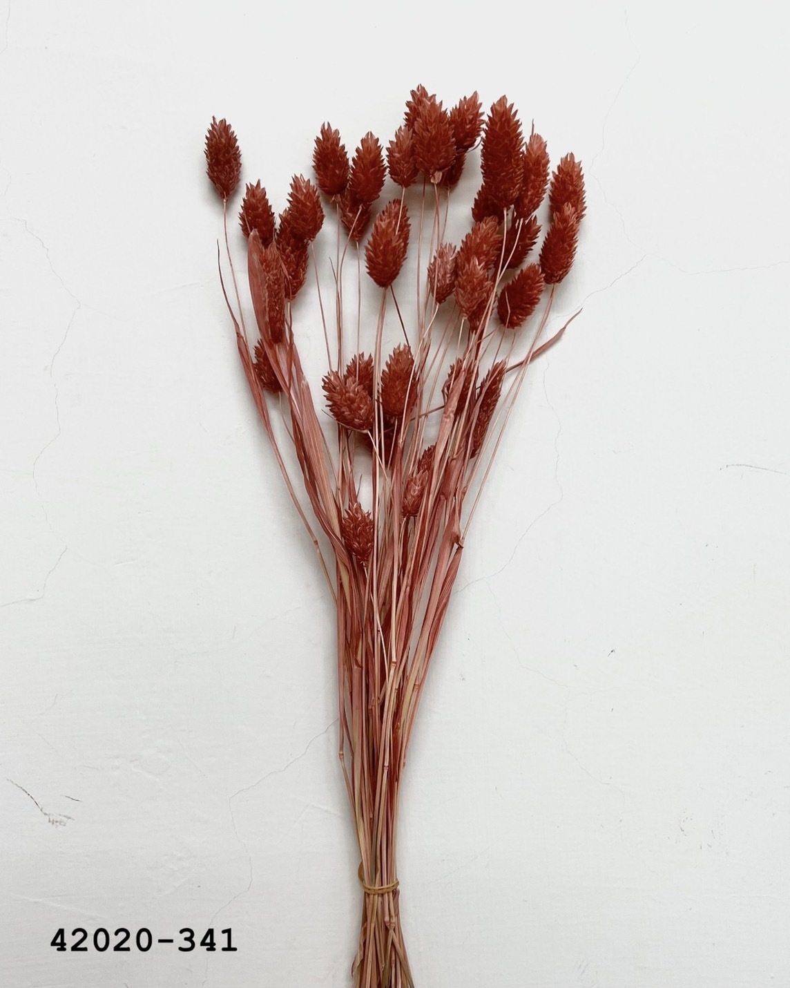 日本乾燥加那利 42020-341