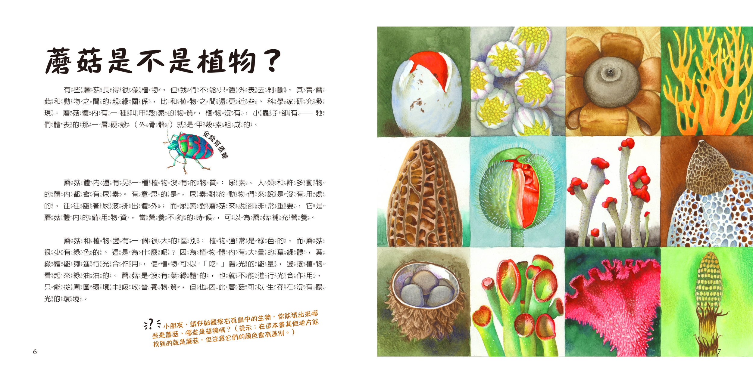 《看! 蘑菇》- 自然課哇系列