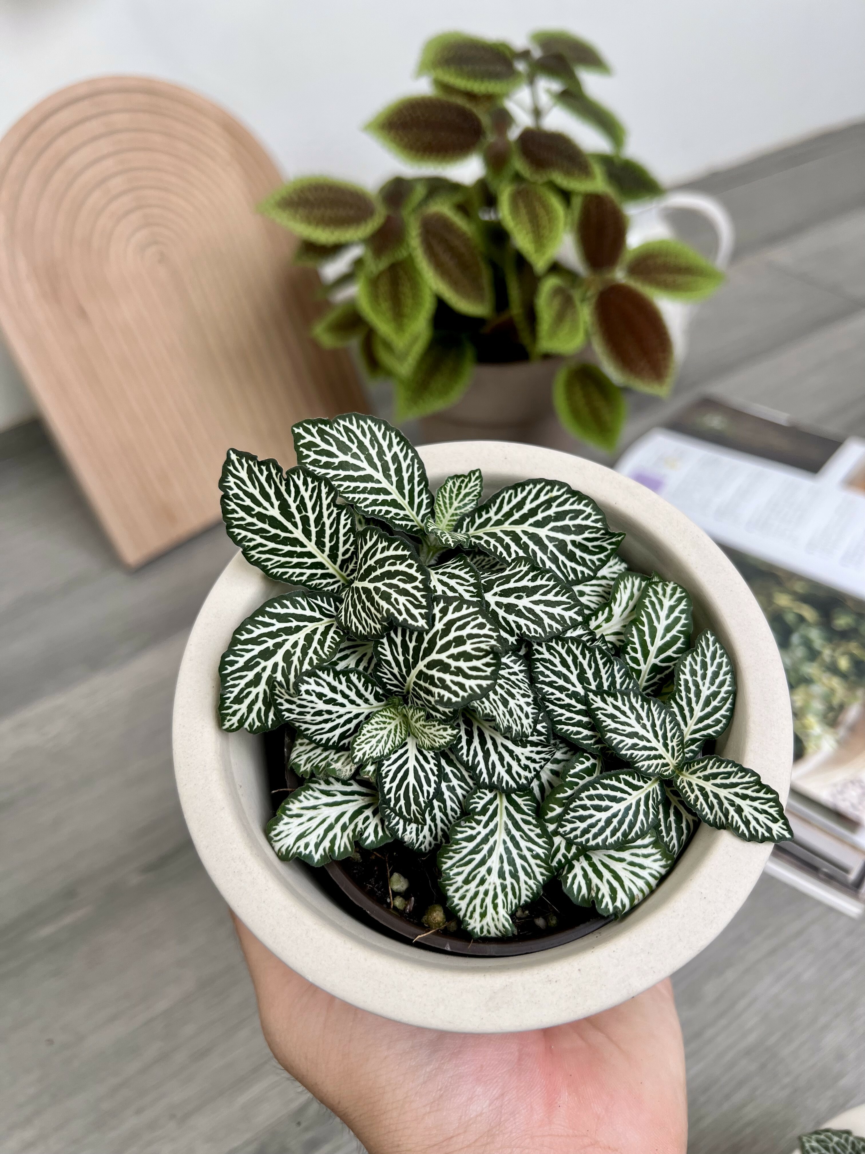 Fittonia 'Mosaic White'白虎皮網紋草