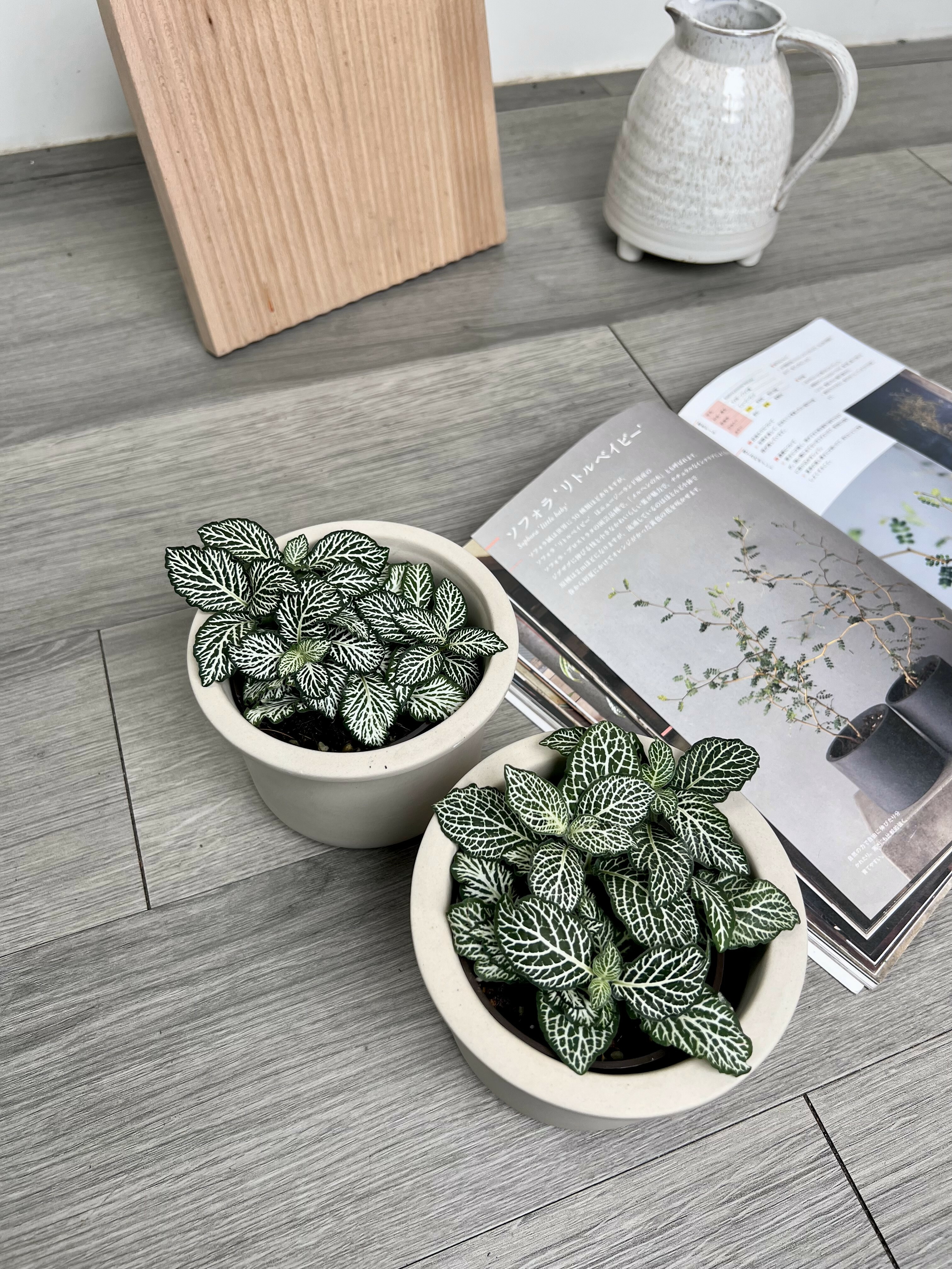 Fittonia 'Mosaic White'白虎皮網紋草