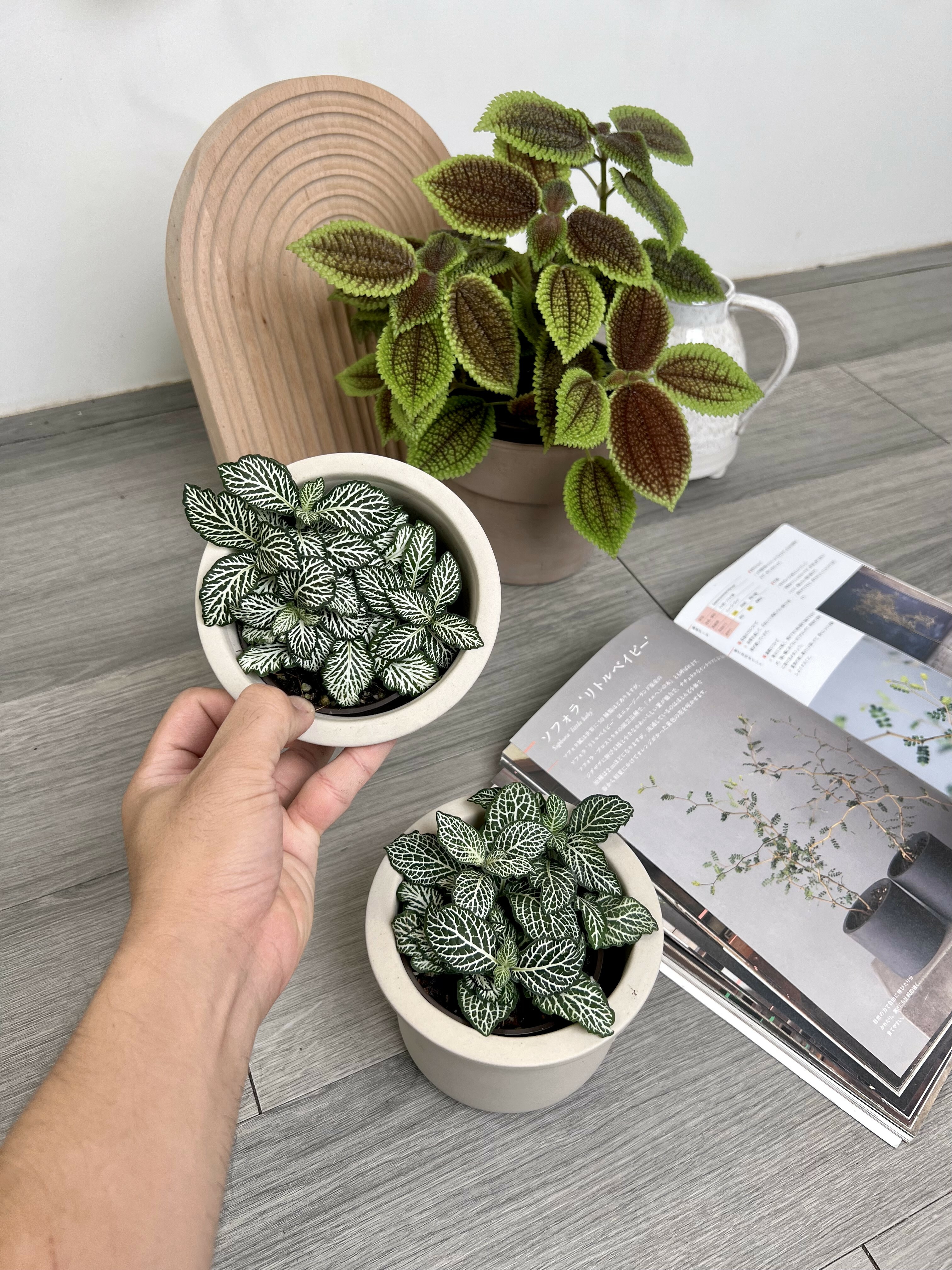 Fittonia 'Mosaic White'白虎皮網紋草