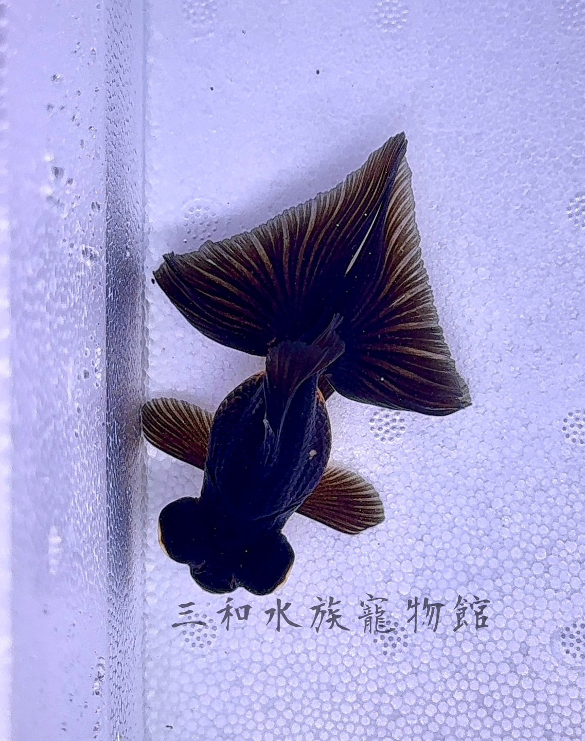 蝶尾金魚3A高級