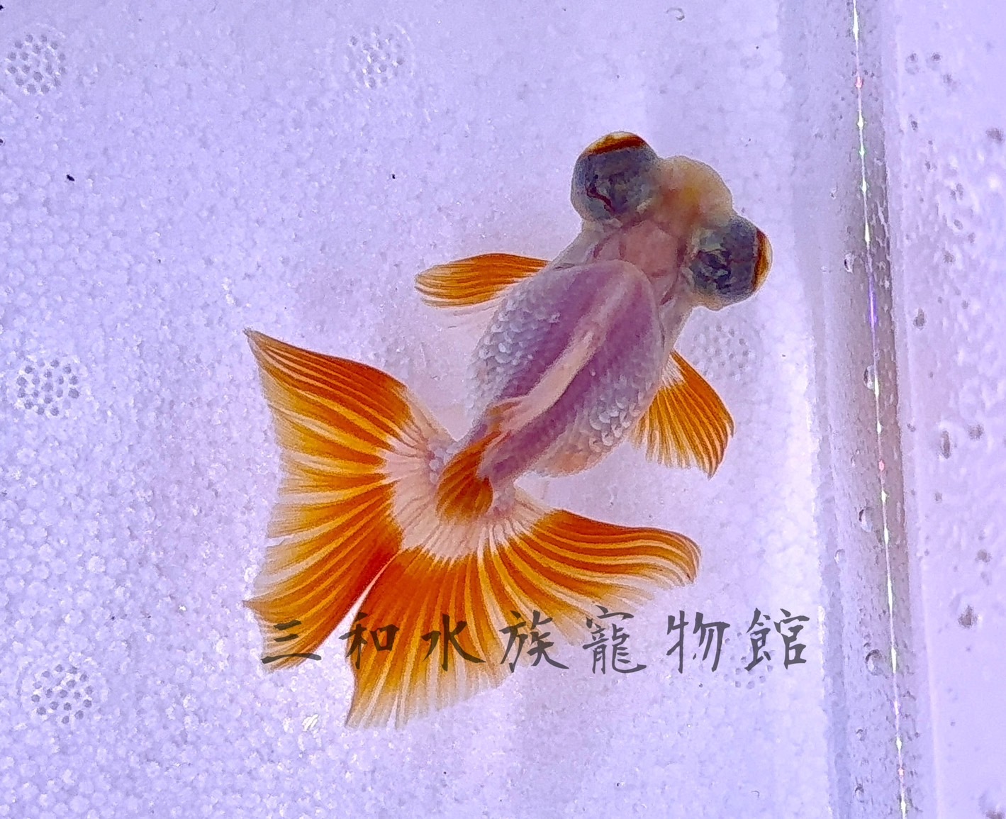 蝶尾金魚3A高級