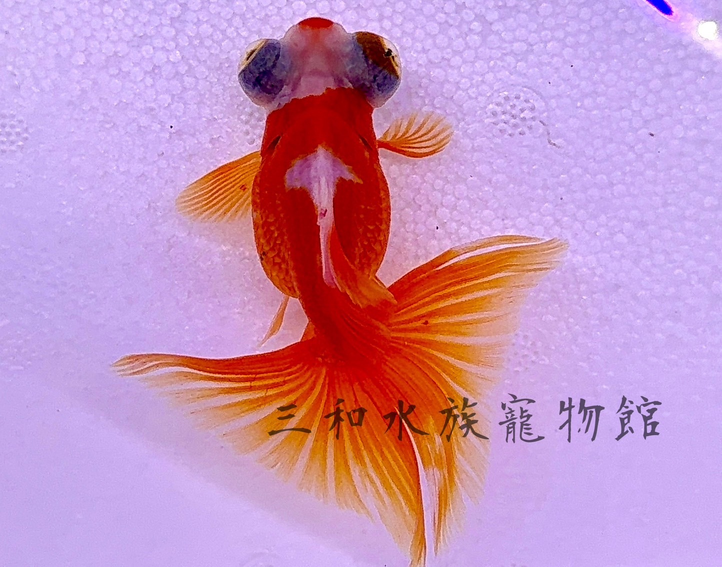 蝶尾金魚3A高級