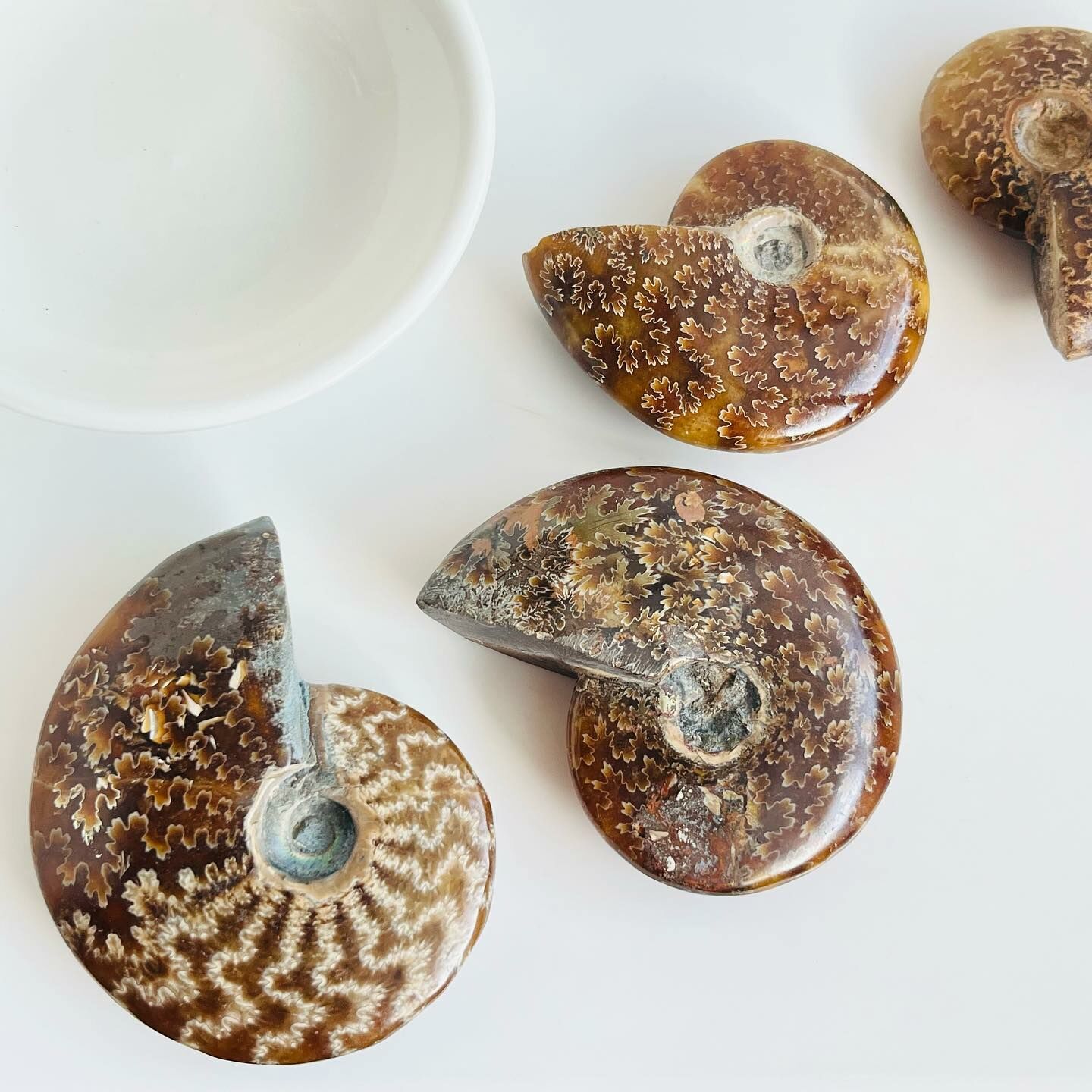 [原石] 斑彩螺化石 風水石