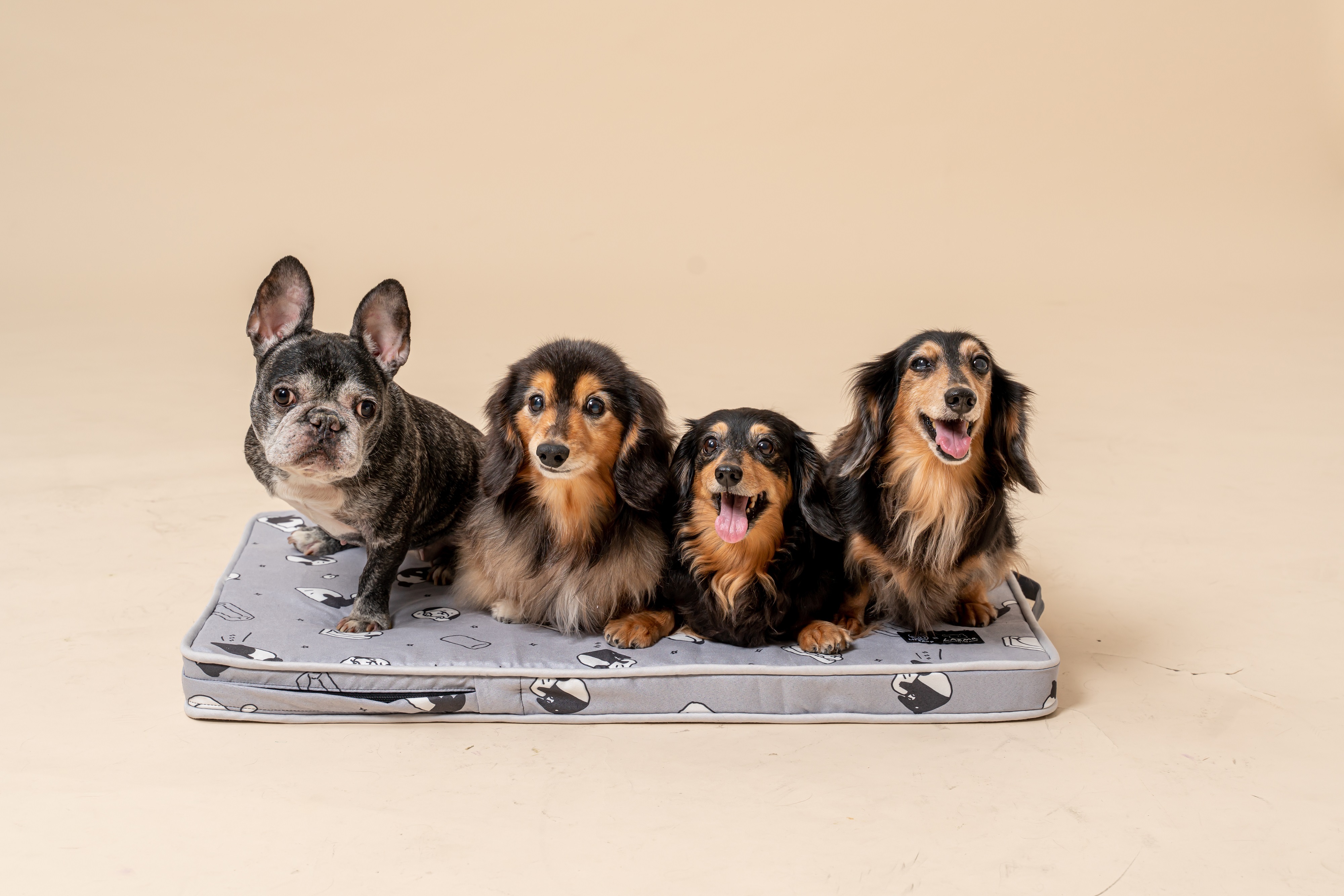 LIFEAPP  x LAIMO 酣睡如DOG墊 (S, M, L - 貪睡灰, 酣眠黃)