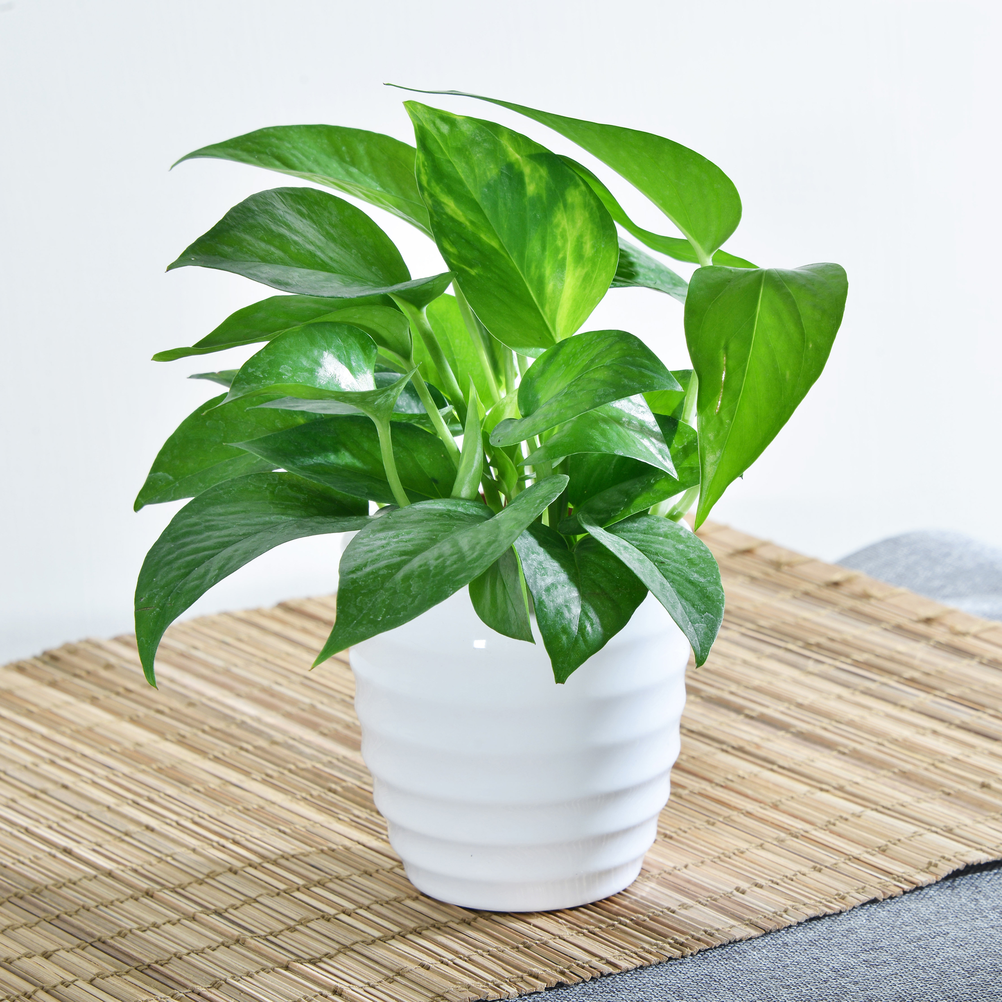 黃金葛(3寸小品盆栽)