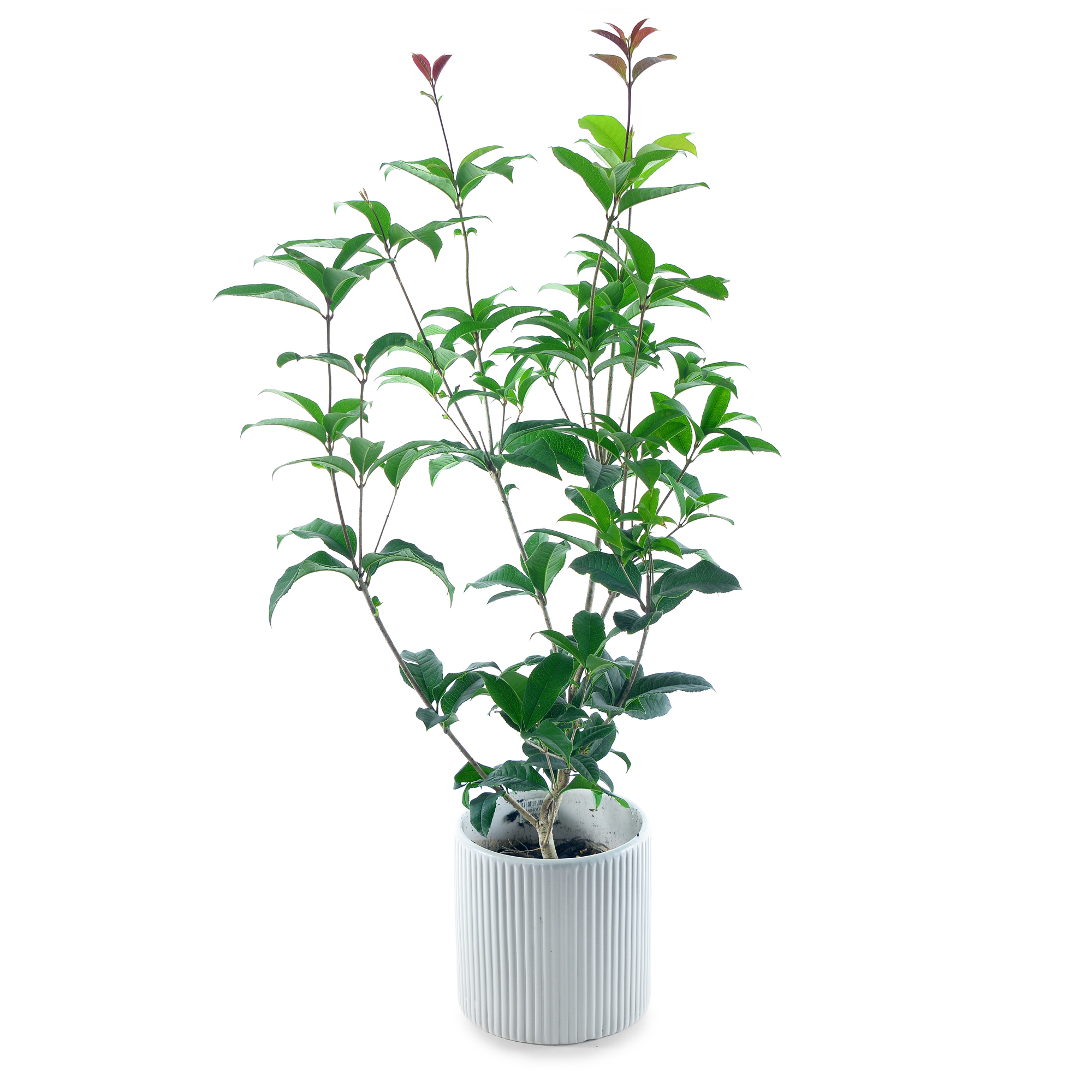 年末のプロモーション特価！ 桂花(4寸盆栽) 和書