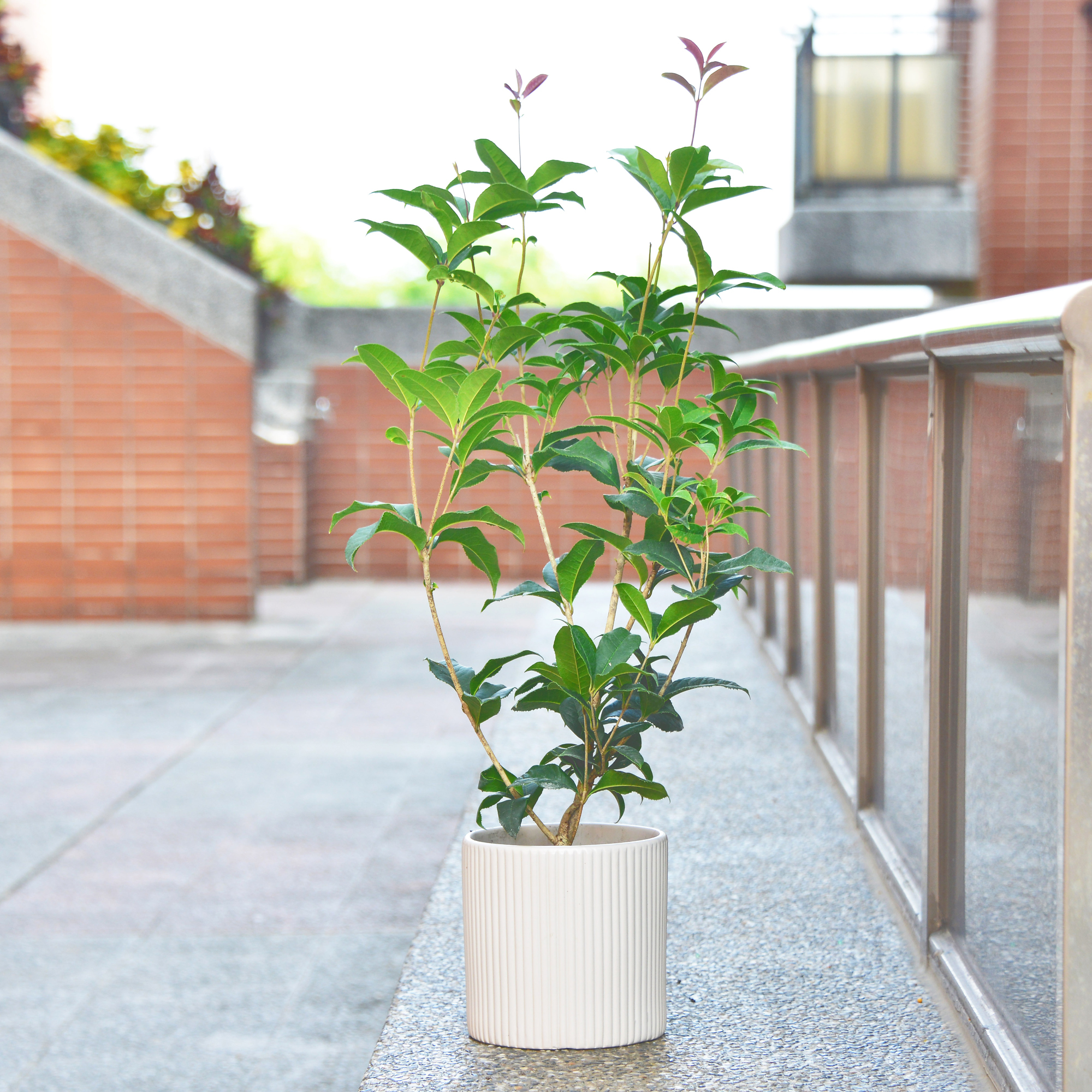 桂花紅茶丨立體茶包24入–生活袋丨七三茶堂7teahouse