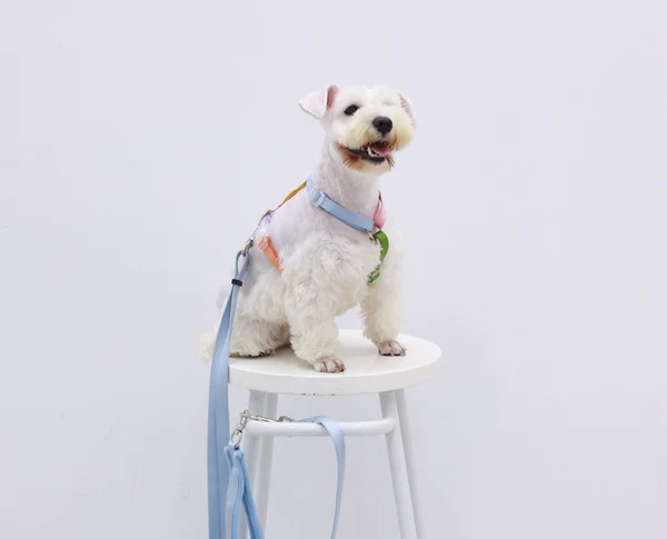 Tinklylife Rainbow Woven Double Ended Dog Leash Blue