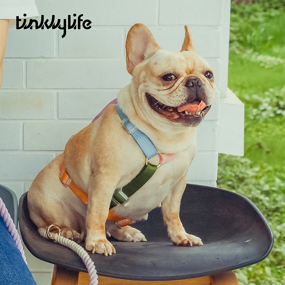 Tinklylife Rainbow Easy Walk Harness Rainbow