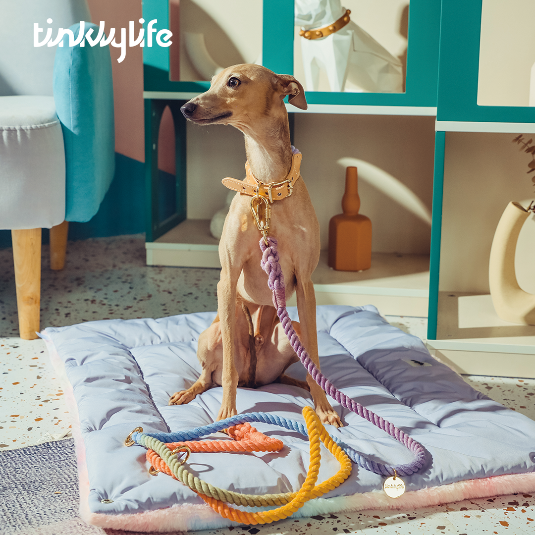 Tinklylife Rainbow 6 In 1 Dog Leash