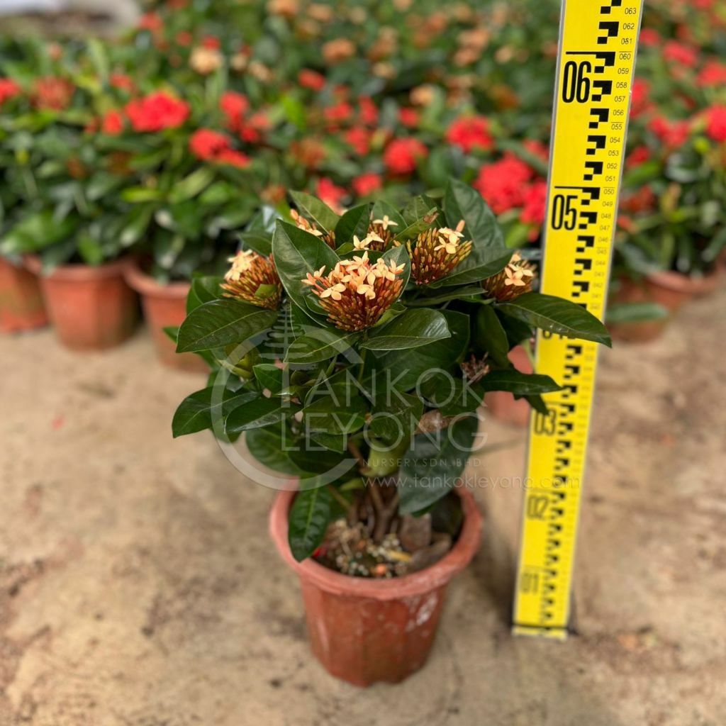 TKL - Outdoor Flowering Plant Ixora Chinensis 龙船花/英丹/仙丹花 