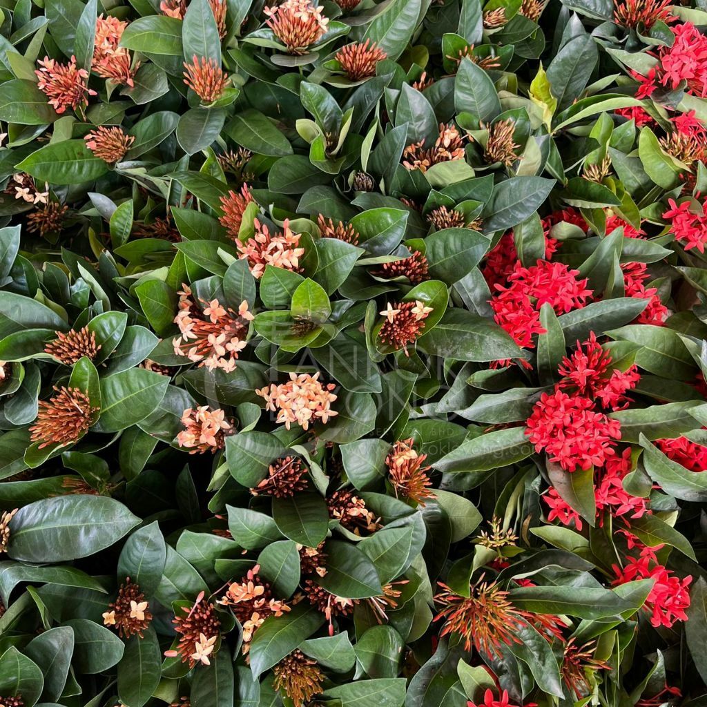 TKL - Outdoor Flowering Plant Ixora Chinensis 龙船花/英丹/仙丹花 