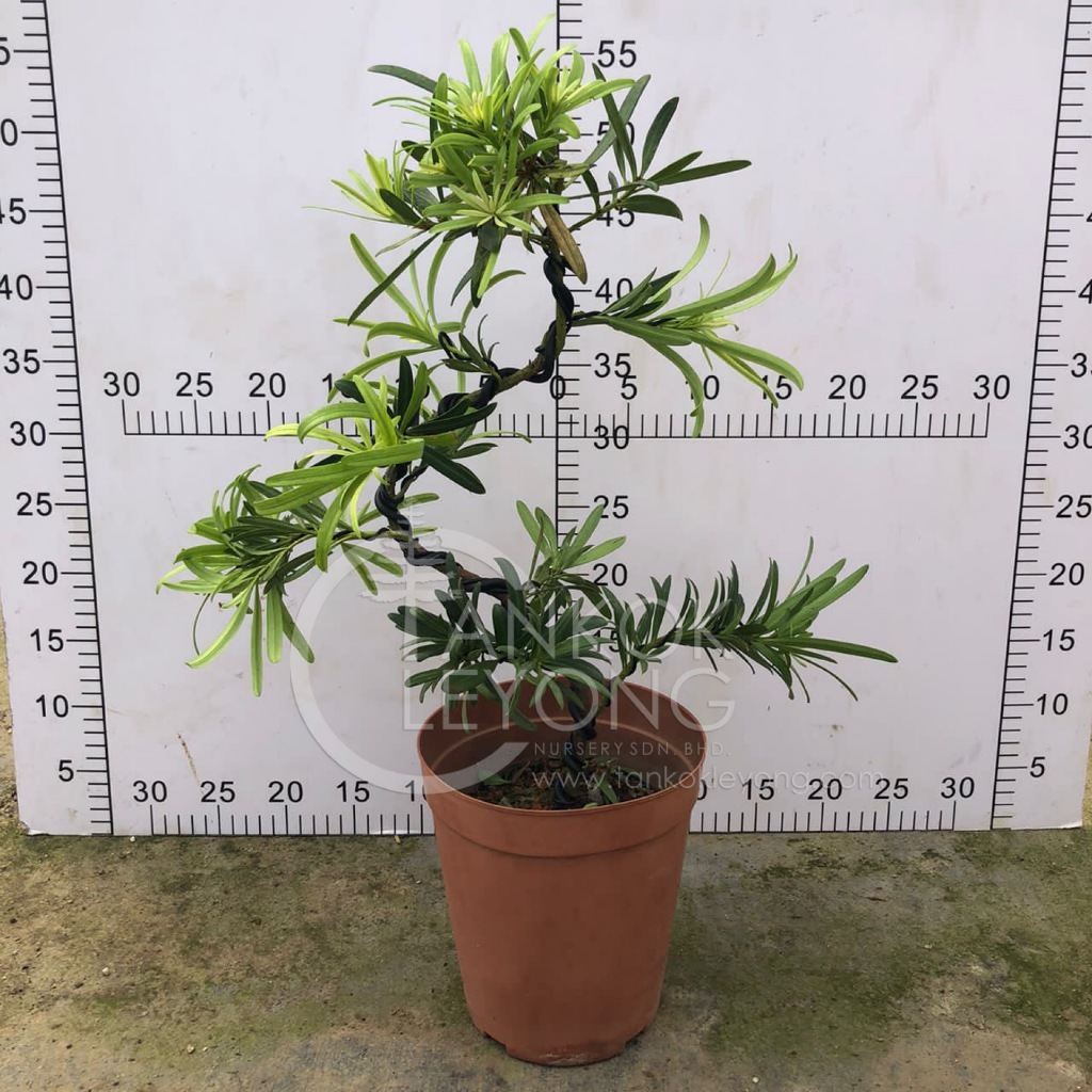 Podocarpus Series 罗汉松系列