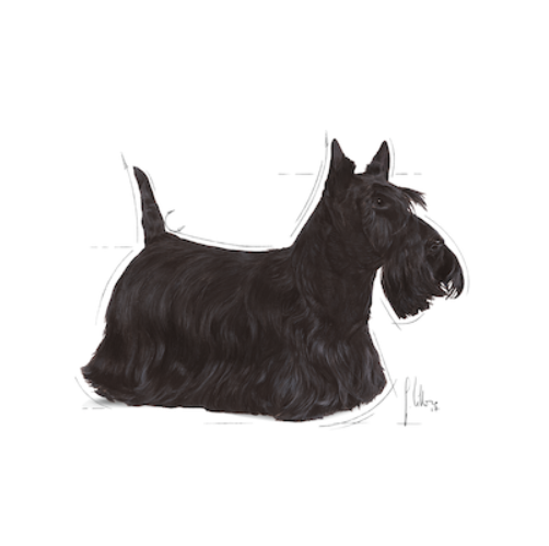 Royal Canin CCN Dog Mini Dermacomfort DCMI．3kg/8kg