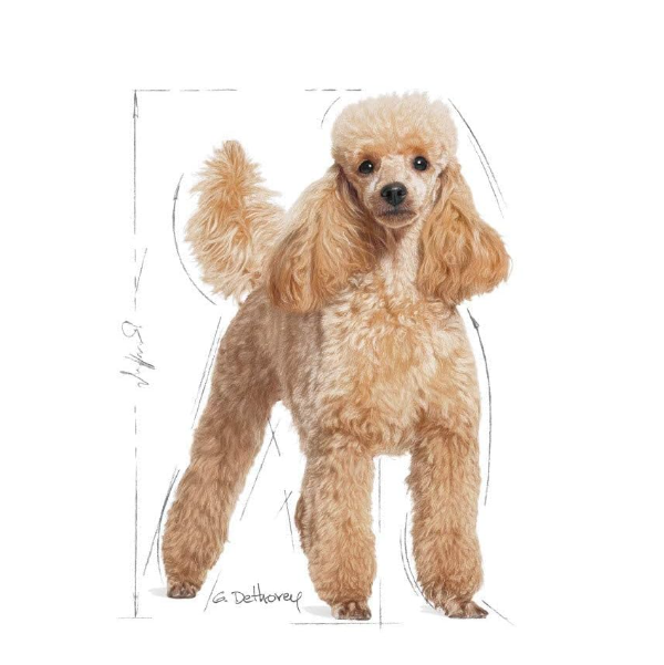 Royal Canin BHN Dog Poodle Adult PD30．1.5kg/3kg/7.5kg