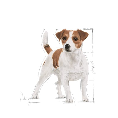 Royal Canin Mini Adult PR27．2kg/4kg/8kg