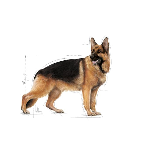 Royal Canin Maxi Adult GR26 4kg/15kg