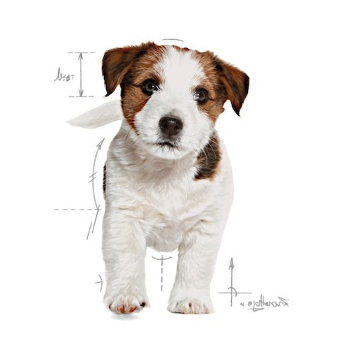 Royal Canin Mini Junior APR33．2kg/4kg/8kg