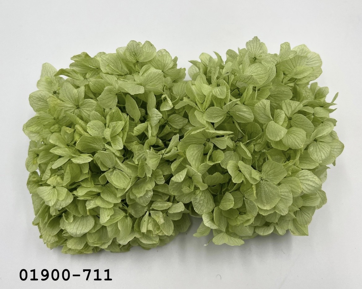 不凋大葉繡球01900-711