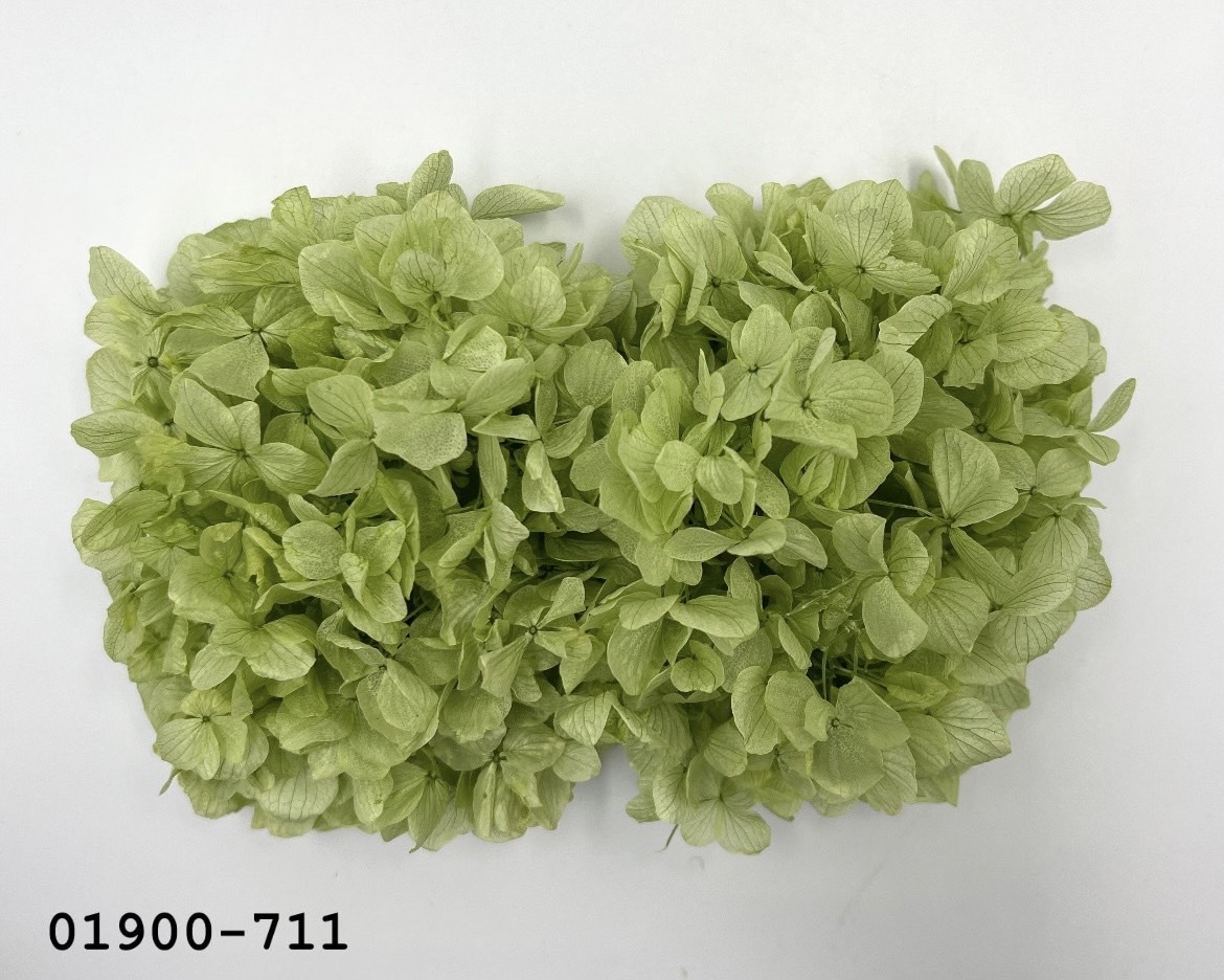 不凋大葉繡球01900-711