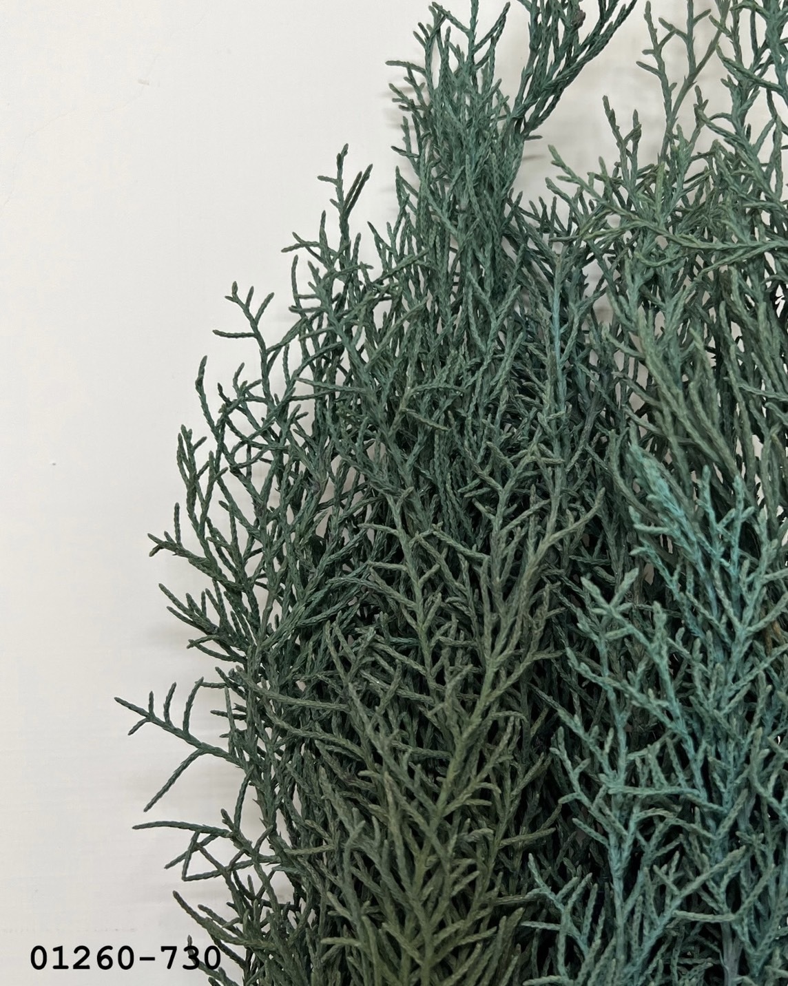 01260-730 不凋藍柏