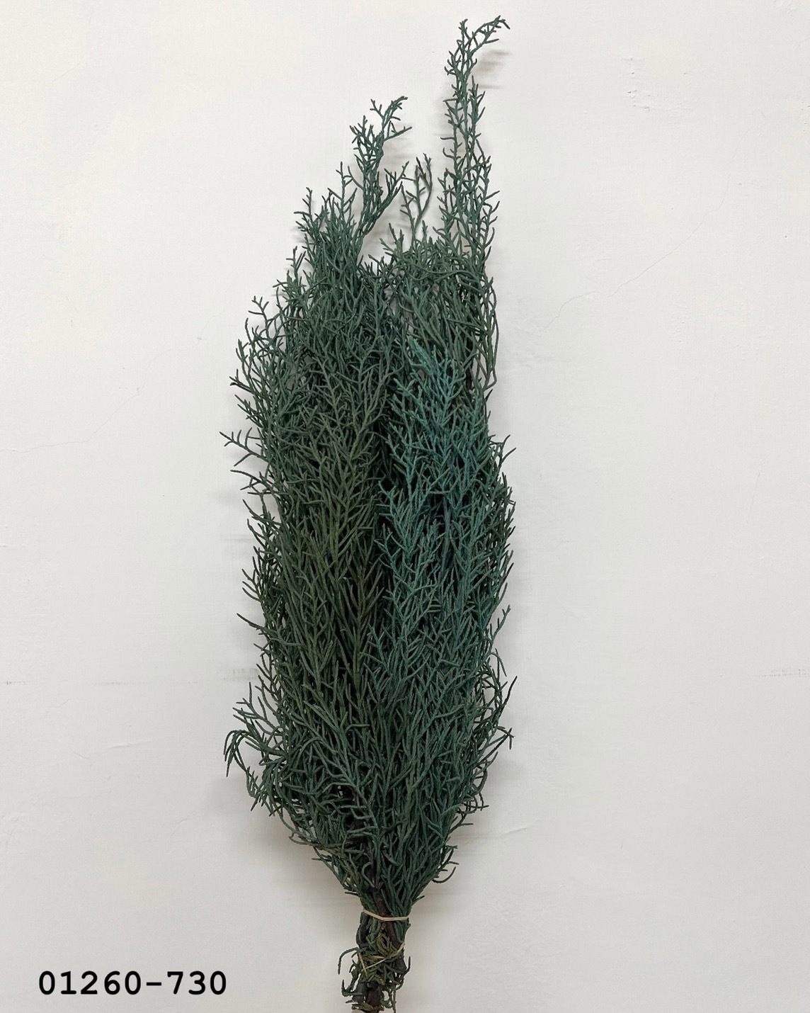 01260-730 不凋藍柏