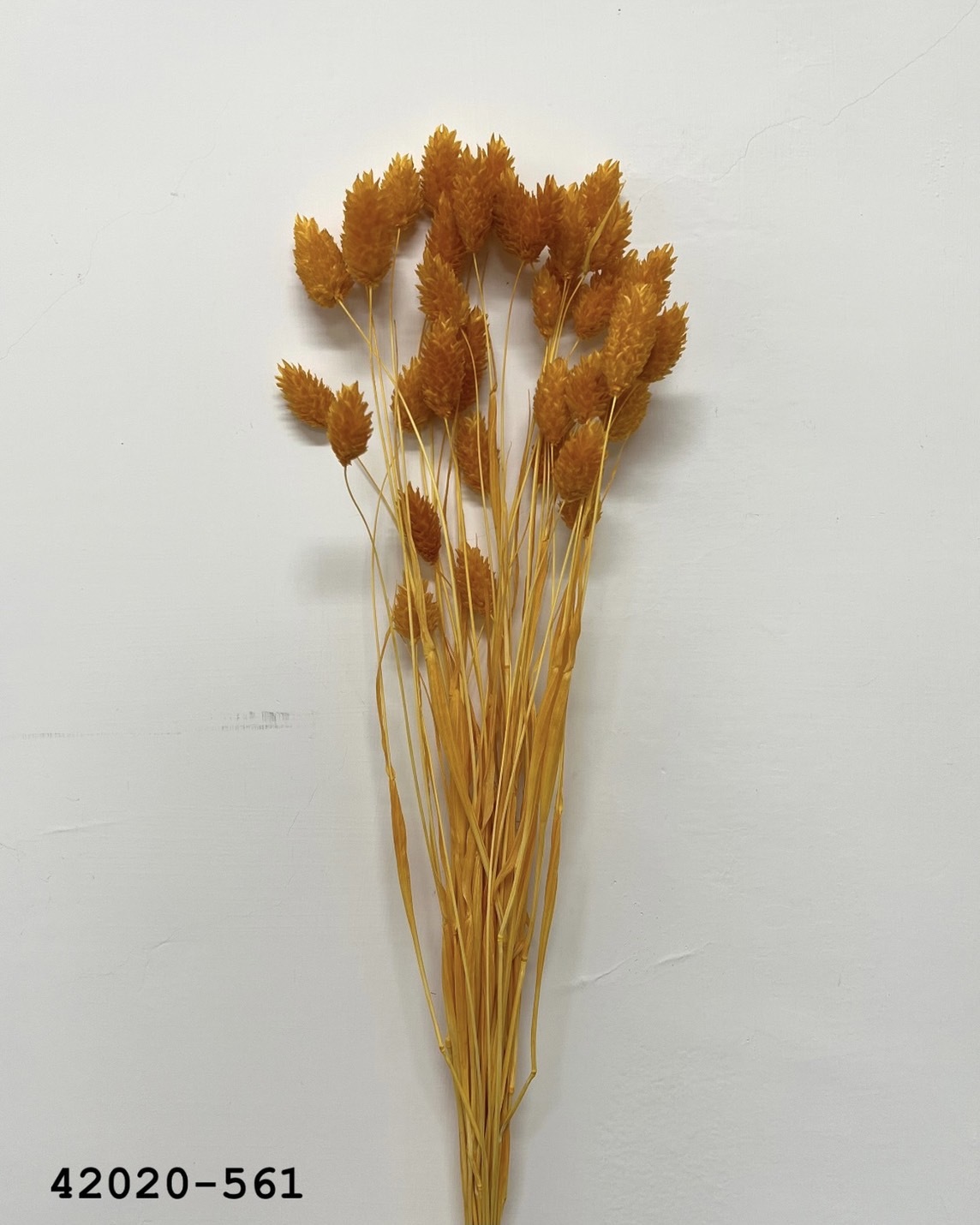 日本乾燥加那利 42020-561