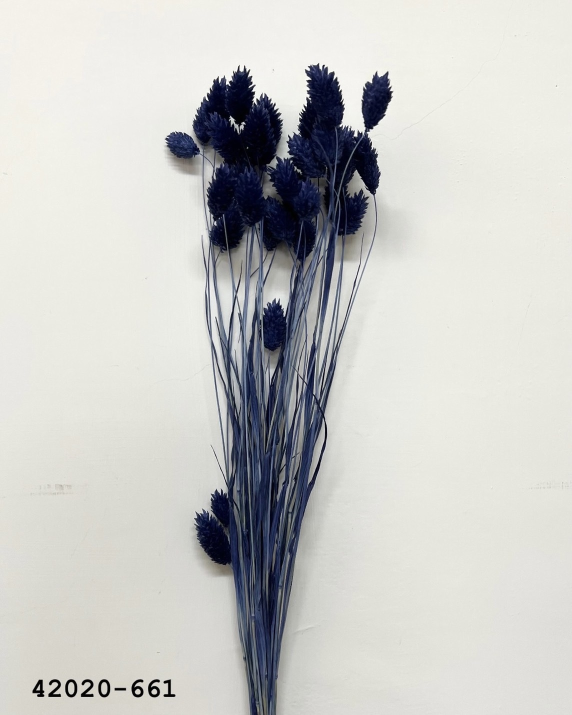 日本乾燥加那利 42020-661