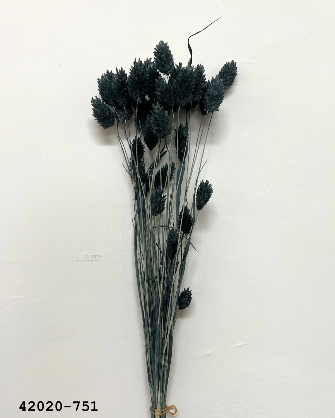 日本乾燥加那利 42020-751