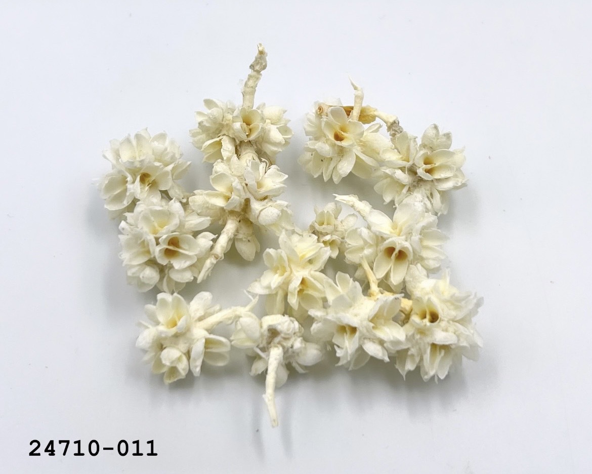 日本花核果 24710-011