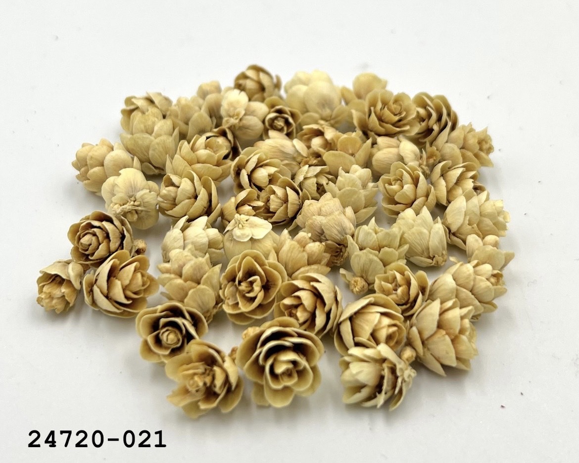 日本小松果 24720-021