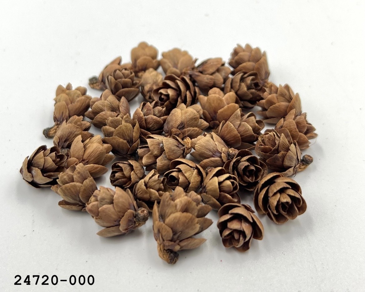 日本小松果 24720-000