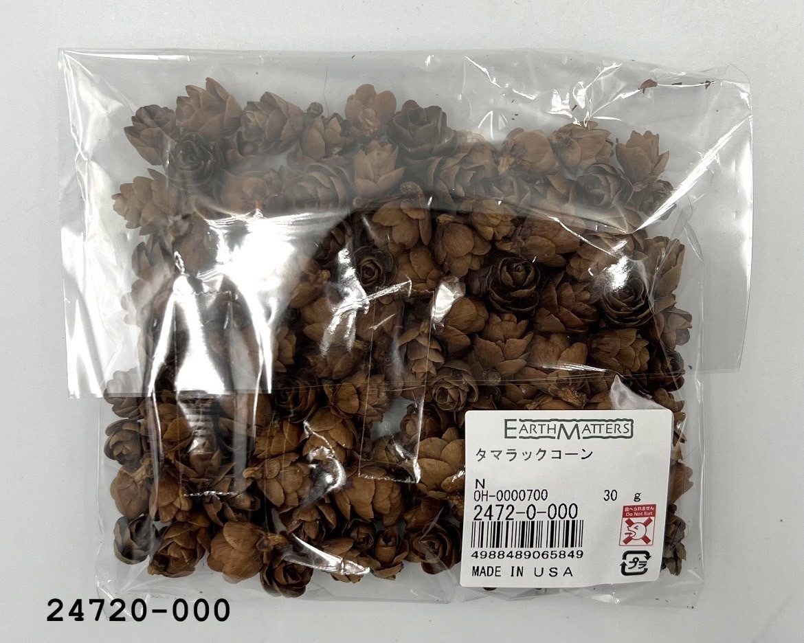 日本小松果 24720-000