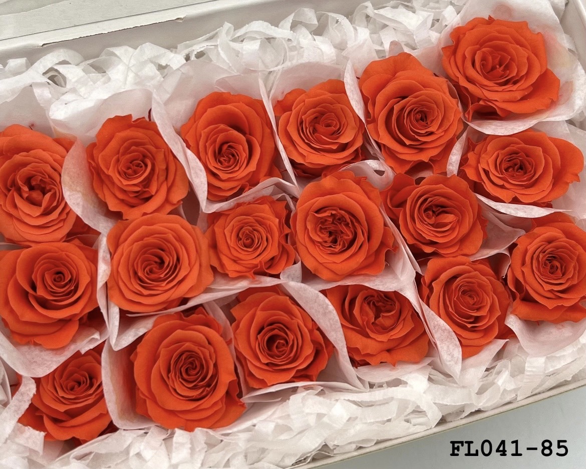 日本不凋小輪玫瑰 (18朵) FL041-85