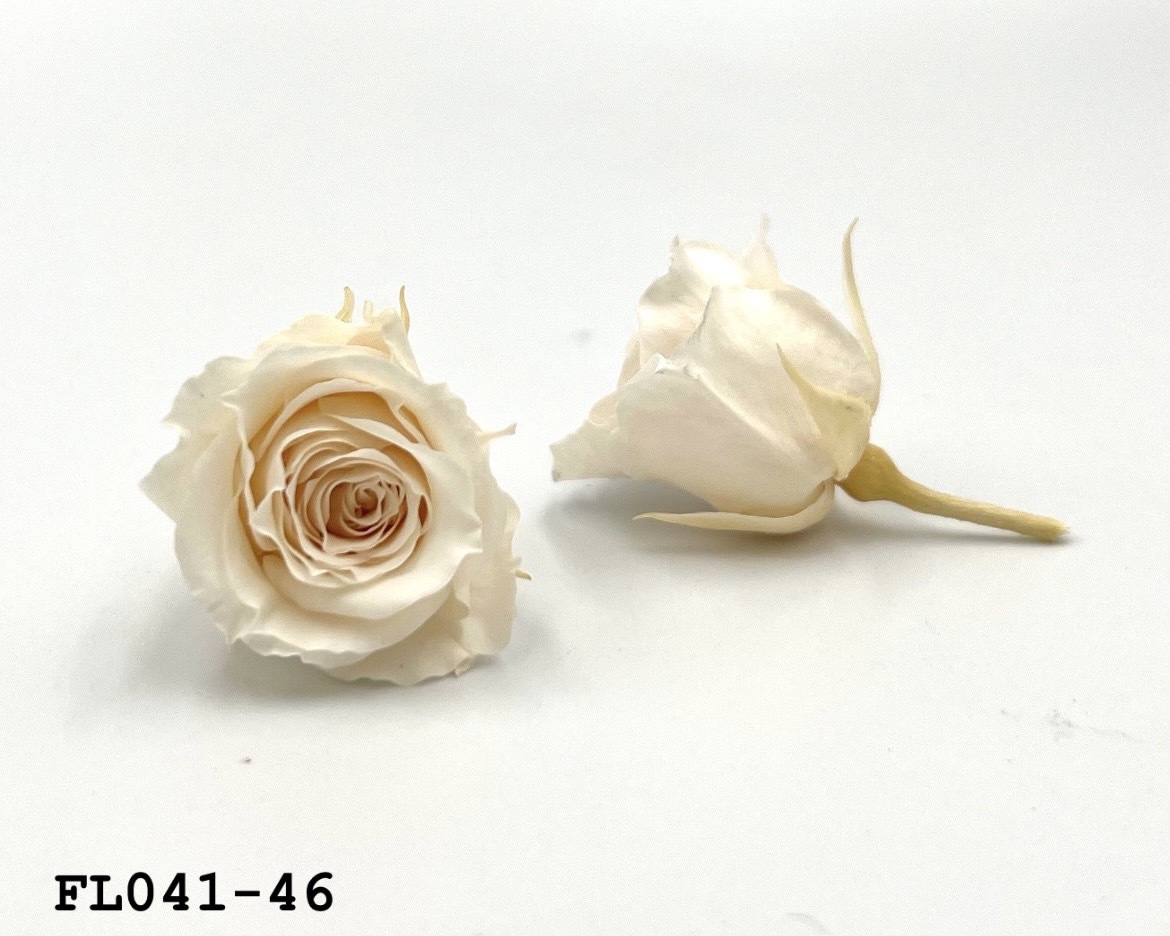 日本不凋小輪玫瑰 (18朵) FL041-46