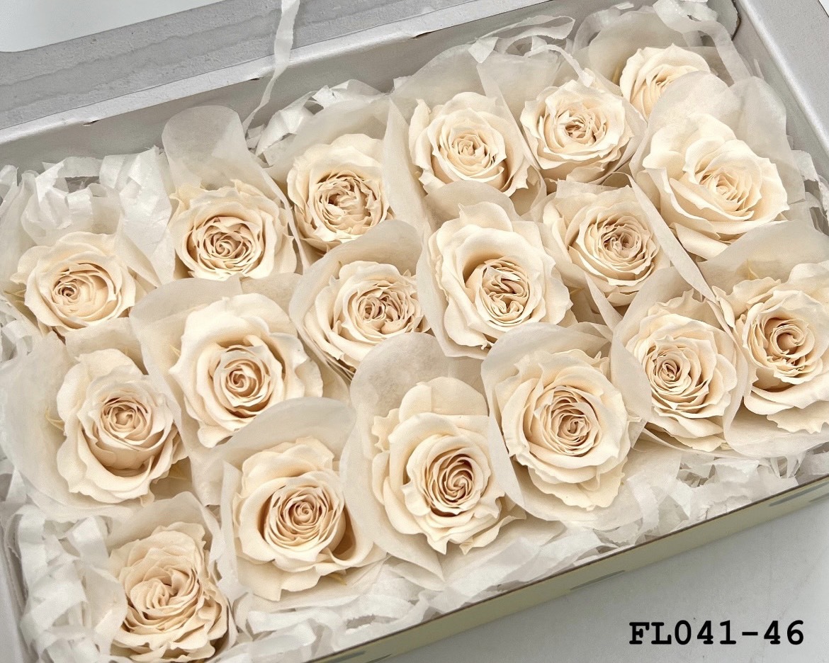 日本不凋小輪玫瑰 (18朵) FL041-46