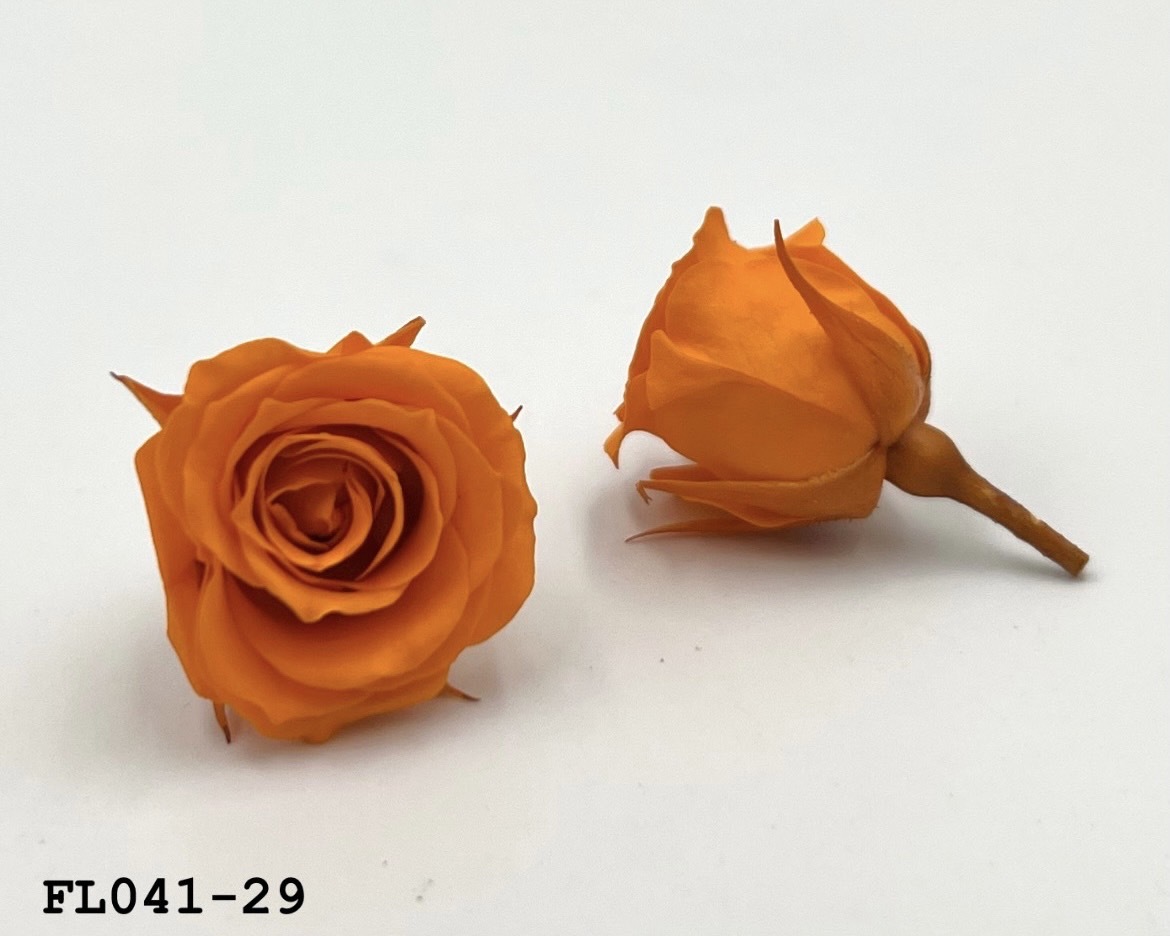 日本不凋小輪玫瑰 (18朵) FL041-29