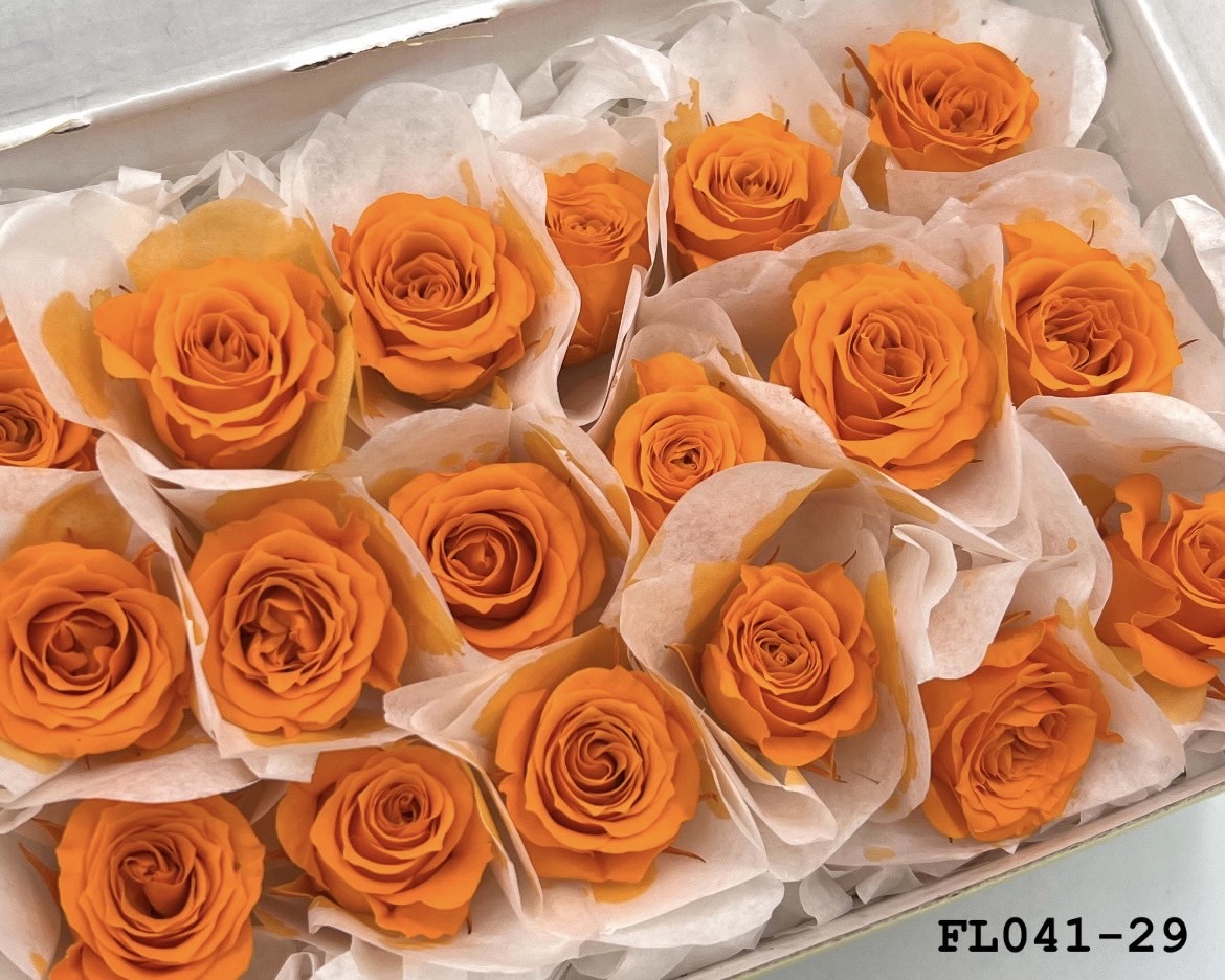 日本不凋小輪玫瑰 (18朵) FL041-29