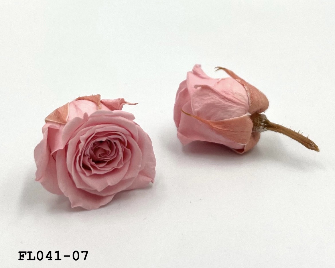 日本不凋小輪玫瑰 (18朵) FL041-07