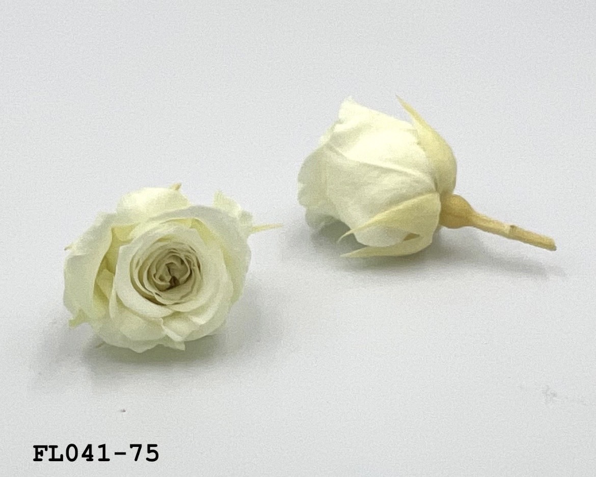 日本不凋小輪玫瑰 (18朵)FL041-75