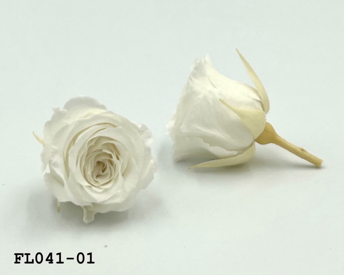 日本不凋小輪玫瑰 (18朵) FL041-01